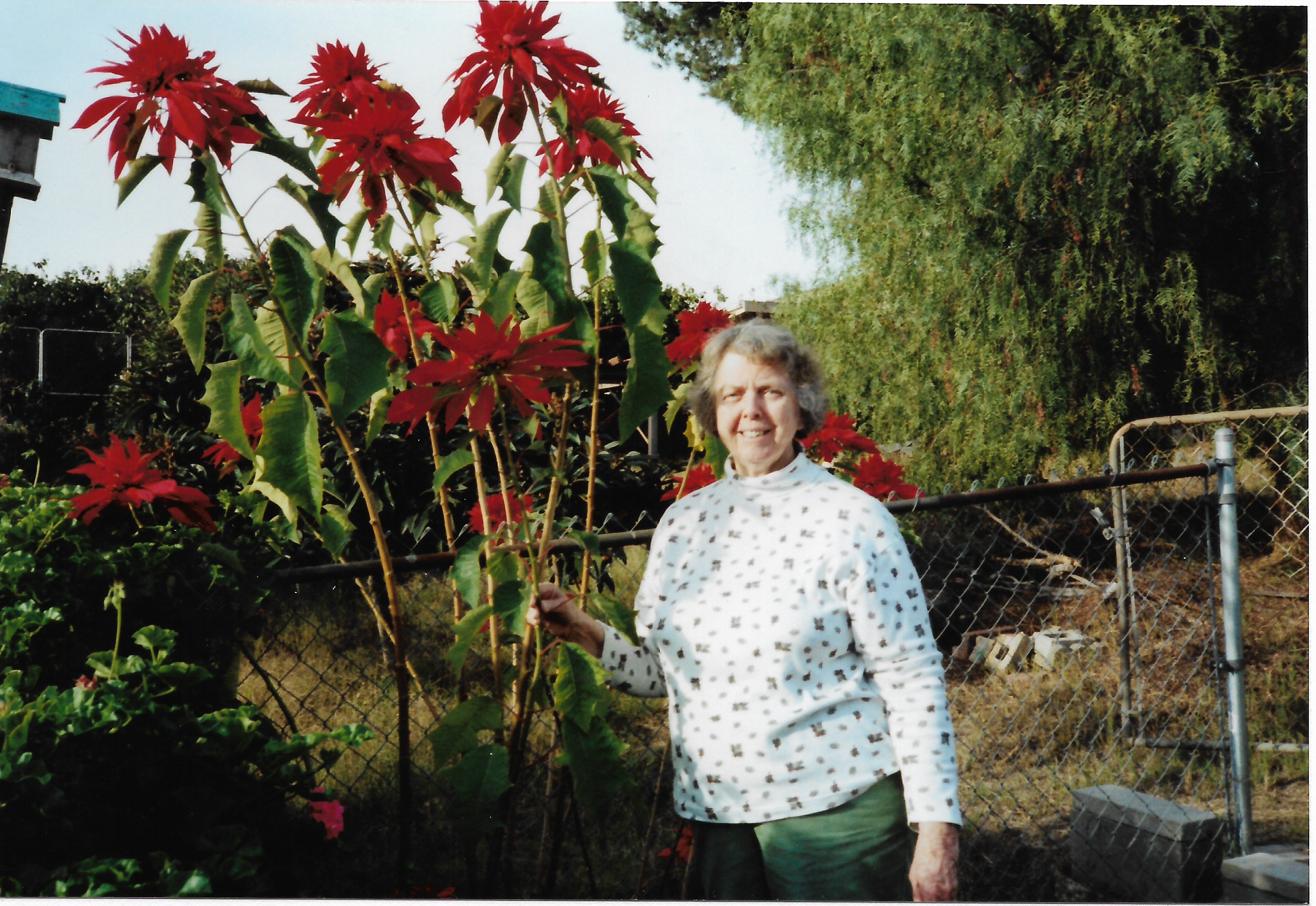 Mom and her poinsettias